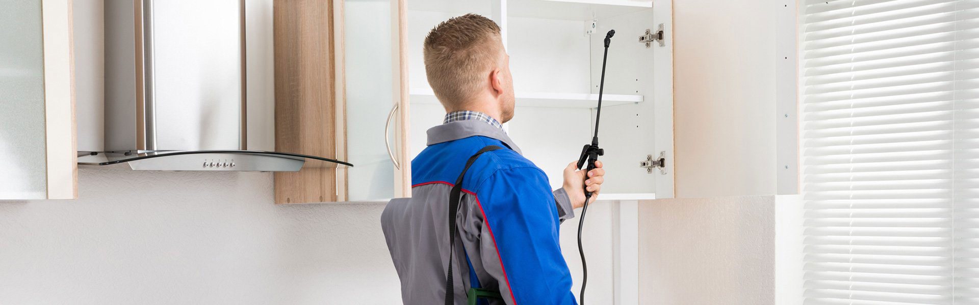 Professional roach control service in Dallas