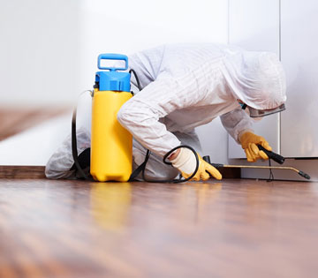 Cleanout Roach Nest Identification - Guaranteed results